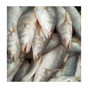 Poisson Capitaine 5KG – Origine Sénégal